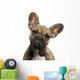 Close-up French Bulldog Puppy Wall Decal
