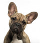 Close-up French Bulldog Puppy Wall Decal