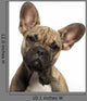 Close-up French Bulldog Puppy Wall Decal