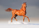 arabian horse in winter Wall Mural