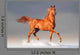 arabian horse in winter Wall Mural