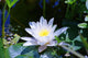 Beautiful Blooming White Lotus