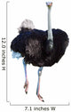 African Ostrich Isolated on White Wall Decal