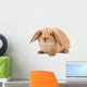 Brown-white Bunny White Wall Decal