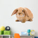 Brown-white Bunny White Wall Decal