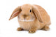 Brown-white Bunny White Wall Decal