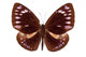 Brown Butterfly Euploea Westwoodi Isolated Wall Decal