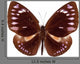 Brown Butterfly Euploea Westwoodi Isolated Wall Decal
