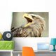 Sea eagle with open beak, eagle, Haliaeetus albicilla Wall Mural