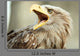 Sea eagle with open beak, eagle, Haliaeetus albicilla Wall Mural