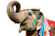 Hand Painted Elephant Profile