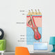 Human Hair Structure Anatomy