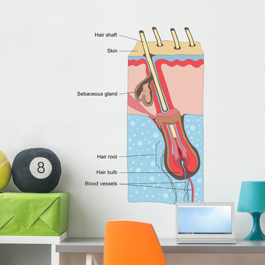 Human Hair Structure Anatomy