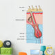 Human Hair Structure Anatomy