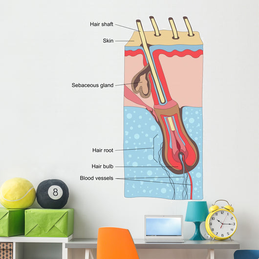 Human Hair Structure Anatomy