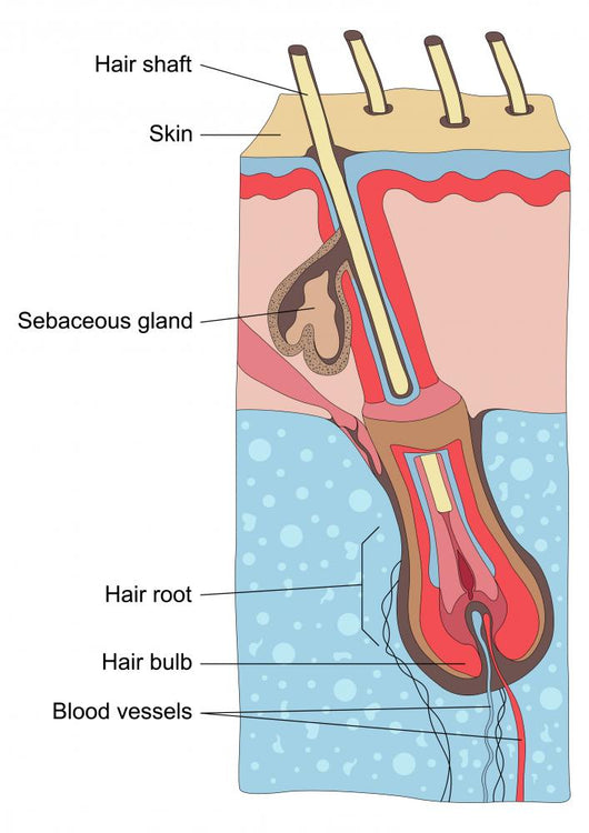 Human Hair Structure Anatomy