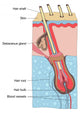 Human Hair Structure Anatomy