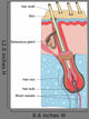 Human Hair Structure Anatomy
