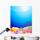 Beautiful Sealife Back