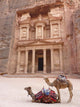 Camels outside Treasury Petra