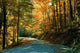 Autumn Road Wall Decal