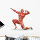 Man Muscular System Anatomy Wall Mural