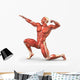Man Muscular System Anatomy Wall Mural