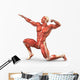 Man Muscular System Anatomy Wall Mural