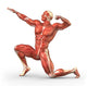 Man Muscular System Anatomy Wall Mural
