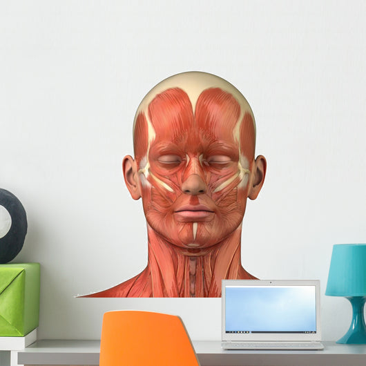 Facial muscular anatomy Wall Decal