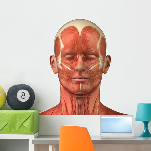 Facial muscular anatomy Wall Decal
