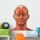 Facial muscular anatomy Wall Decal