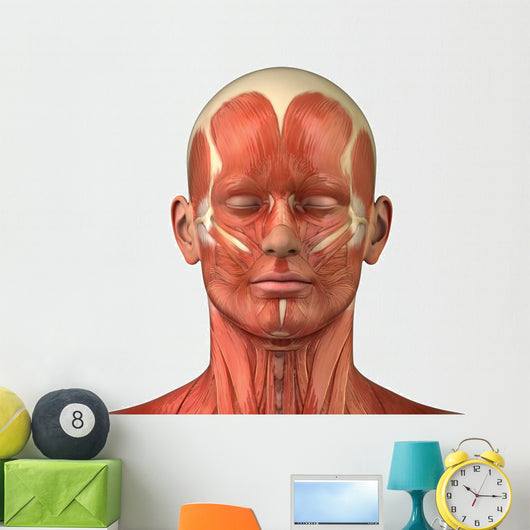 Facial muscular anatomy Wall Decal