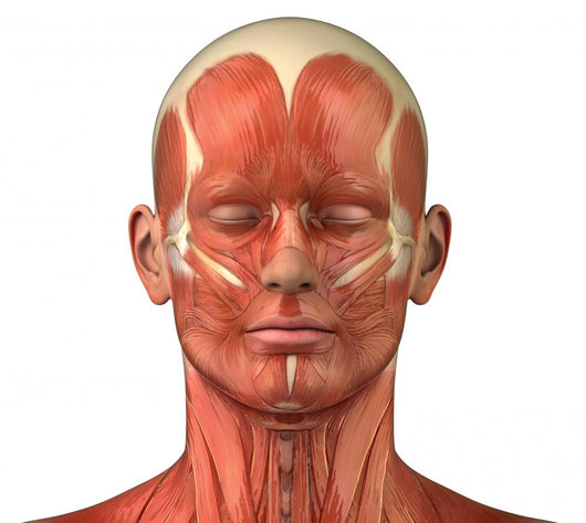 Facial muscular anatomy Wall Decal
