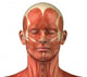 Facial muscular anatomy Wall Decal
