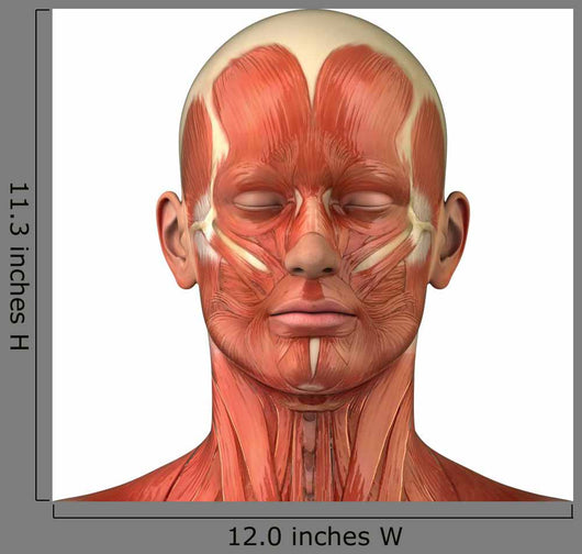 Facial muscular anatomy Wall Decal
