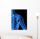 Skelett Der Schulter Wall Mural