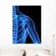 Skelett Der Schulter Wall Mural