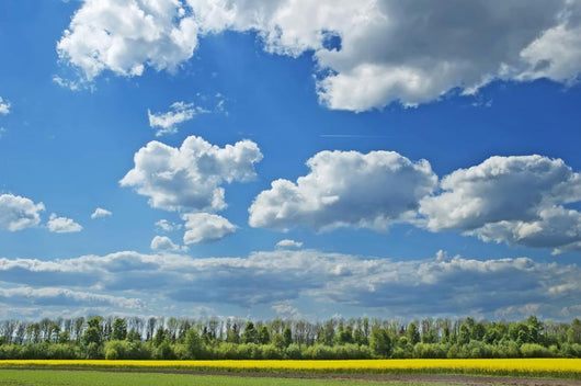 Landscape Wall Mural