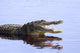 Alligator in the Wildupper Myakka Lakesarrasotaflorida Wall Mural