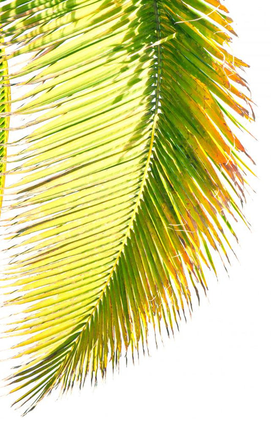 Coconut Palm Wall Mural