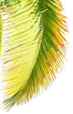 Coconut Palm Wall Mural