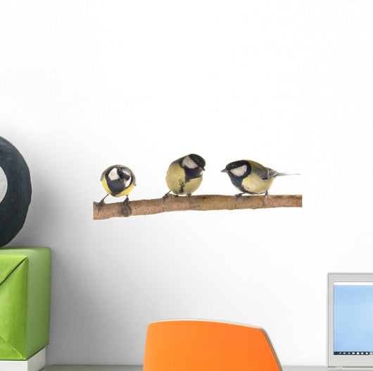 Titmouse