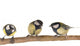 Titmouse