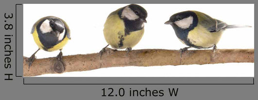 Titmouse