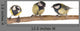 Titmouse