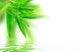 Wet Bamboo White