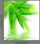 Wet Bamboo White