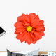 Orange Dahlia with Yellow Center Isolated on White Wall Decal