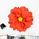Orange Dahlia with Yellow Center Isolated on White Wall Decal